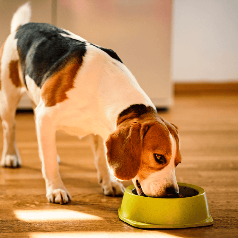 Beagle Food & Diet Requirements