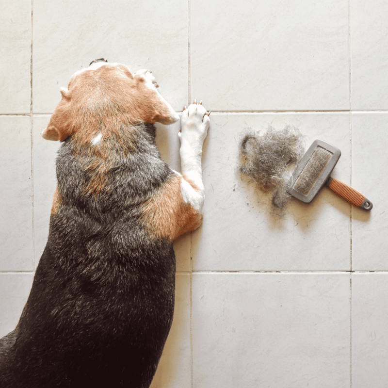 Close-up of a tricolor beagle dog laying on the floor with a cleaning brush and fur mess, related to pet grooming and shedding.