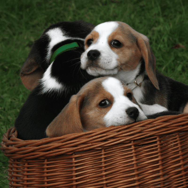 Adorable puppies in a woven basket lying on grass in a park setting.