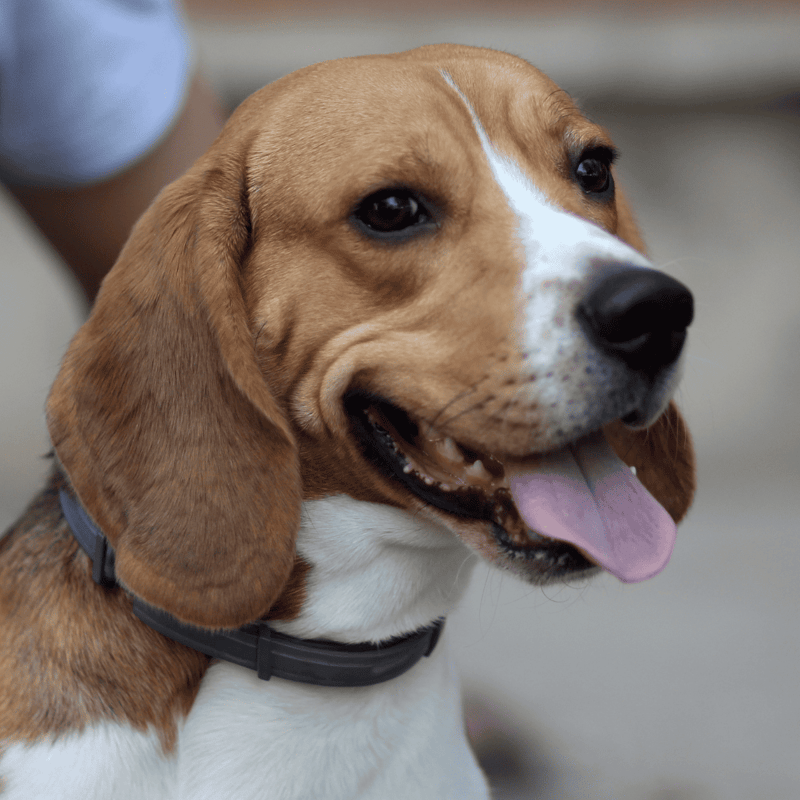 Adorable Beagle dog with floppy ears and happy expression.