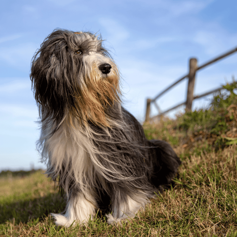Bearded Collie overview