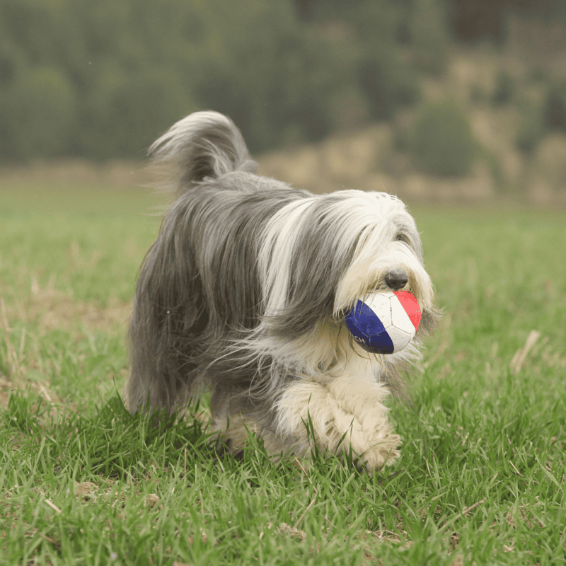 Bearded Collie characteristics