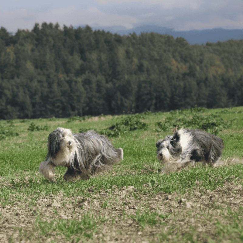 Energetic Shetland Sheepdogs playing on lush green field in a scenic outdoor setting.