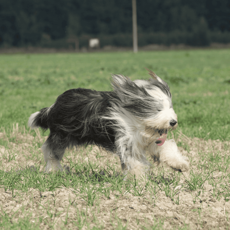 Bearded Collie photo 2