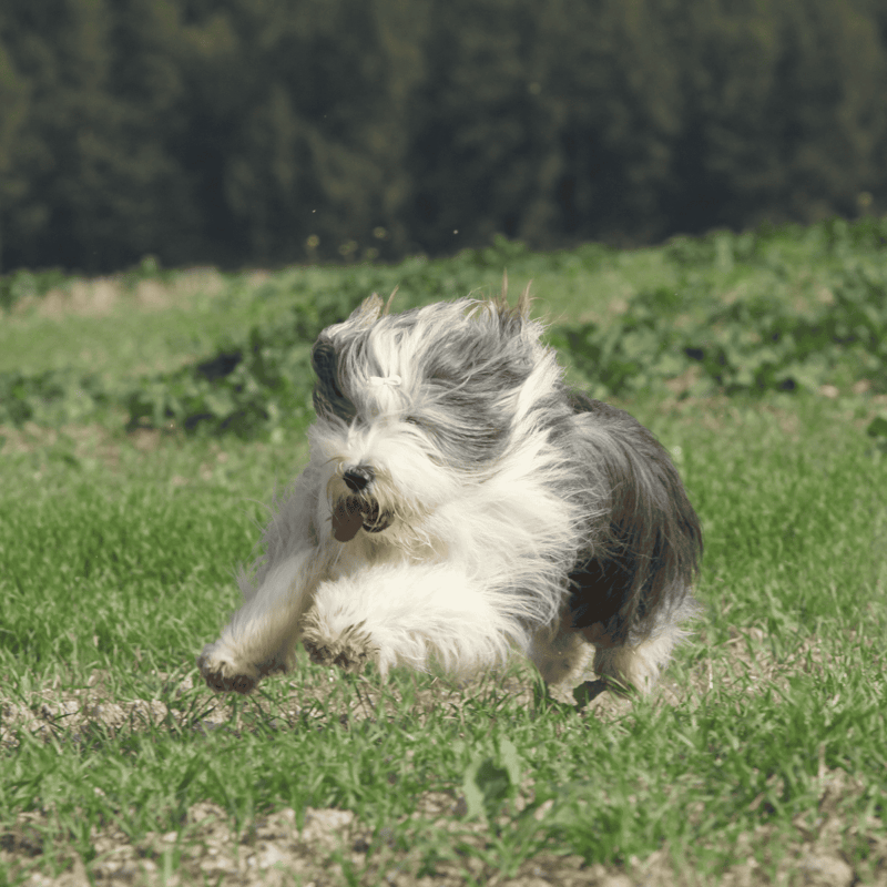 Bearded Collie photo 3