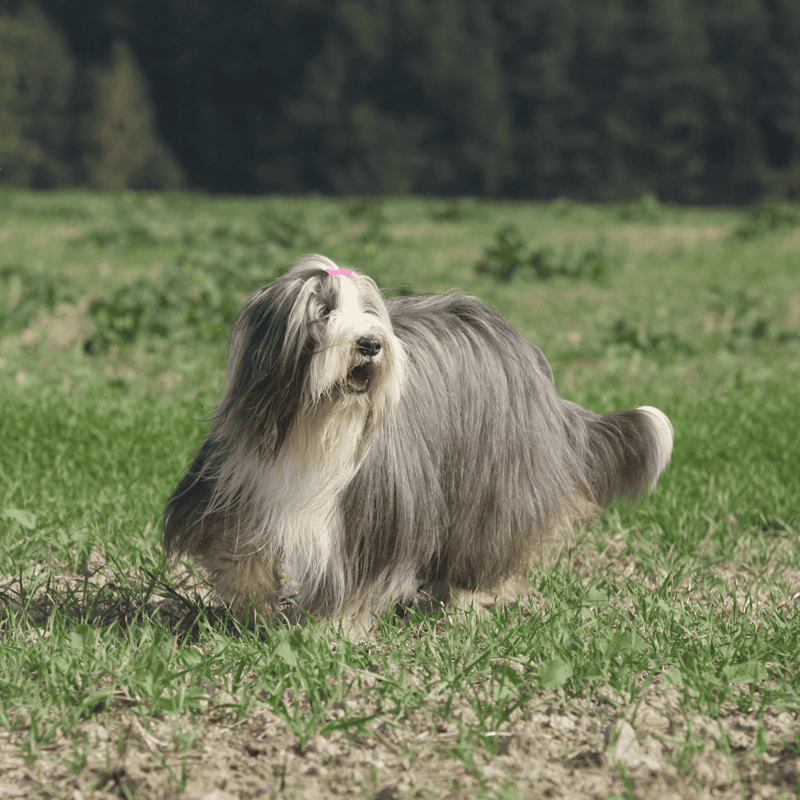 Bearded Collie photo 1