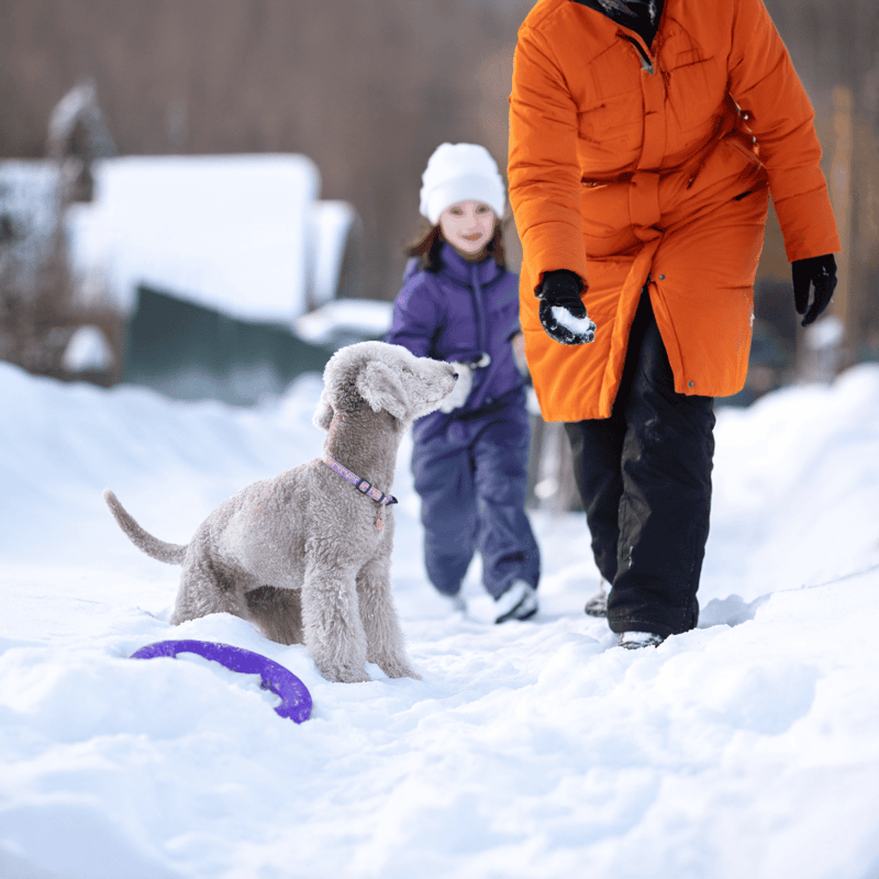 Bedlington Terrier Are These Dogs Good For Families