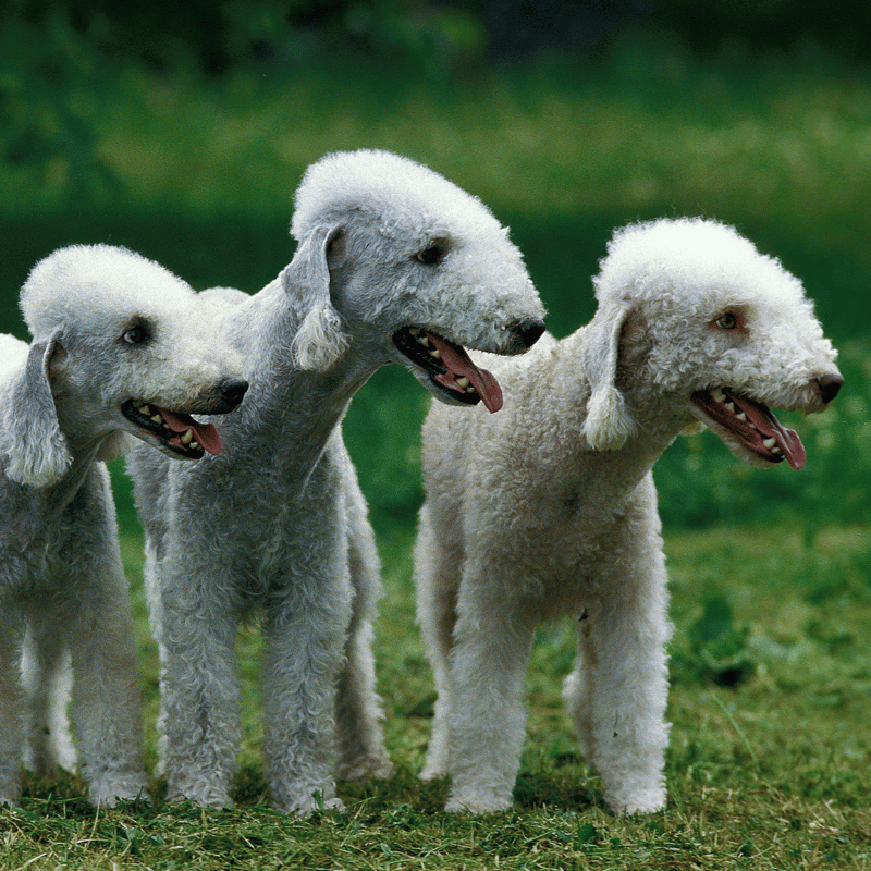 Bedlington Terrier overview
