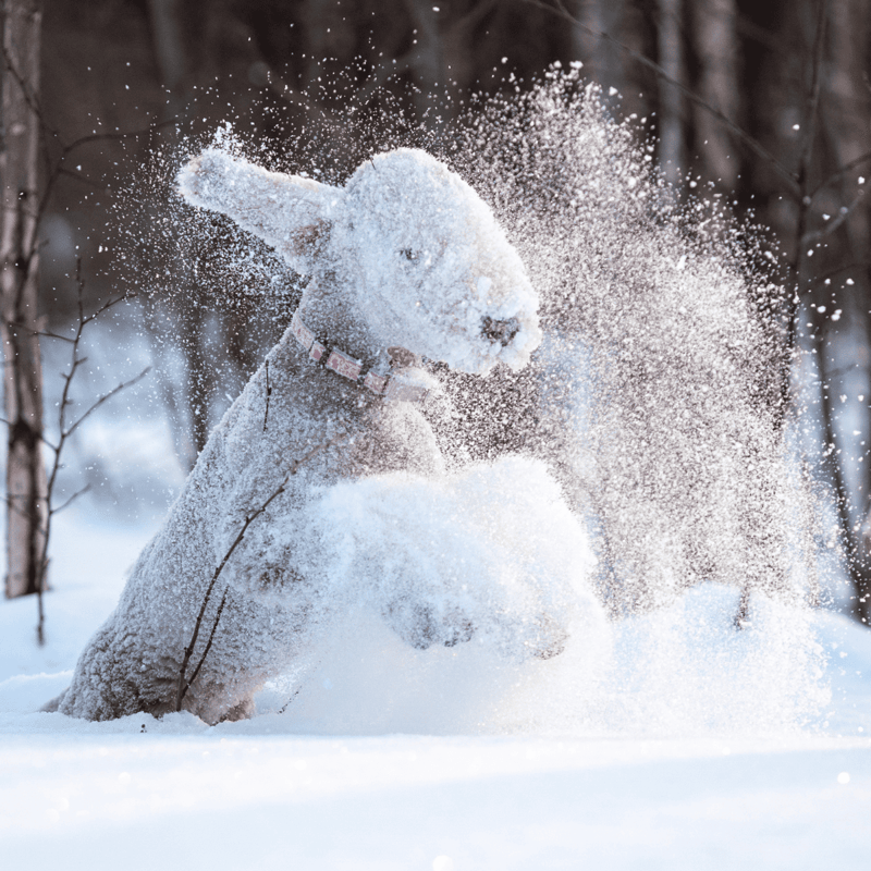 Bedlington Terrier characteristics