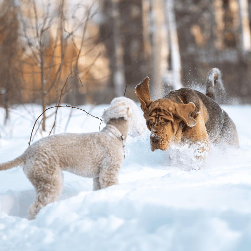 Dogs playing and running in fresh winter snow outdoors.