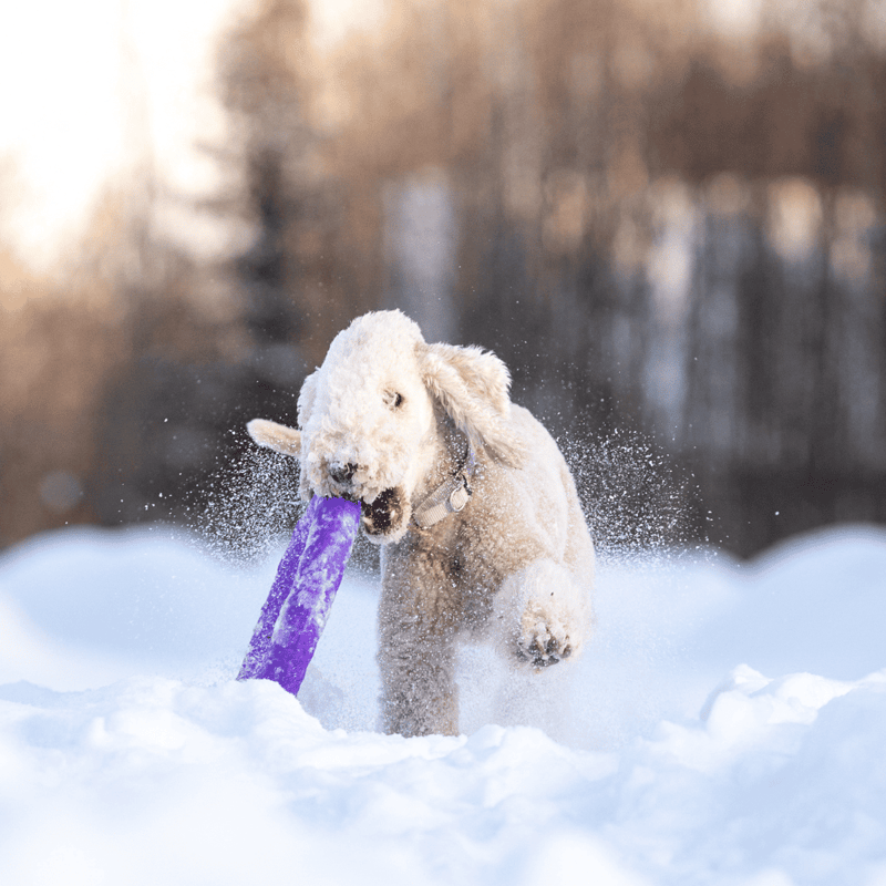 Excited dog running through snow while carrying a purple toy in its mouth.