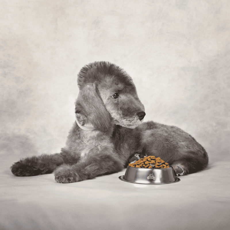 Adorable puppy lying next to stainless steel food bowl filled with dry dog food.