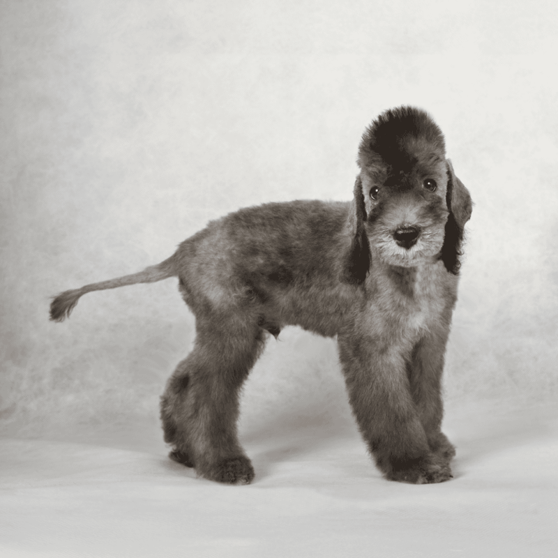 Bedlington Terrier photo 3