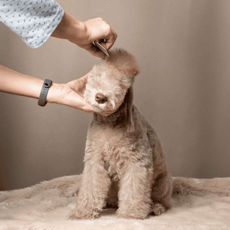 Dog grooming service at home and professional groomers.