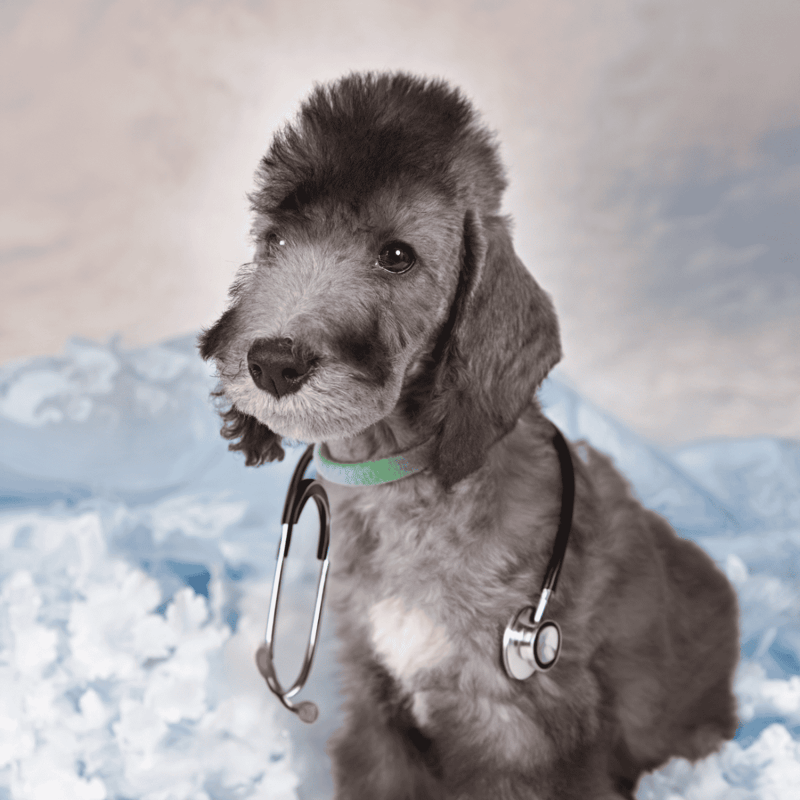 Bedlington Terrier health