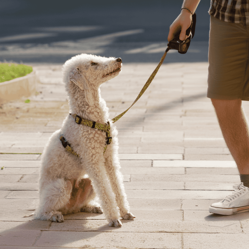 Bedlington Terrier Training