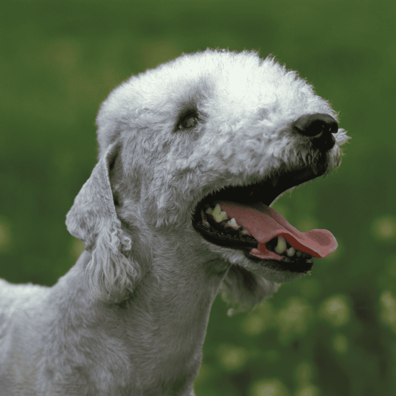 Happy dog with white curly fur enjoying outdoors.