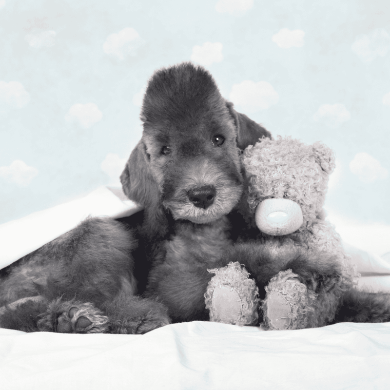 Adorable puppy cuddling with a plush teddy bear on soft bedding. Perfect for pet care and dog training tips.