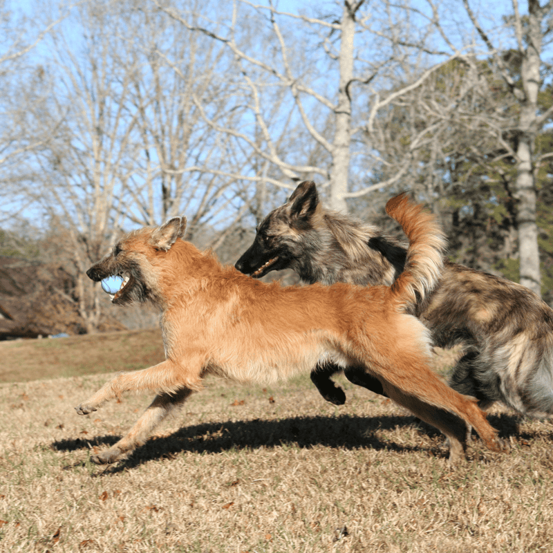 Belgian Laekenois characteristics