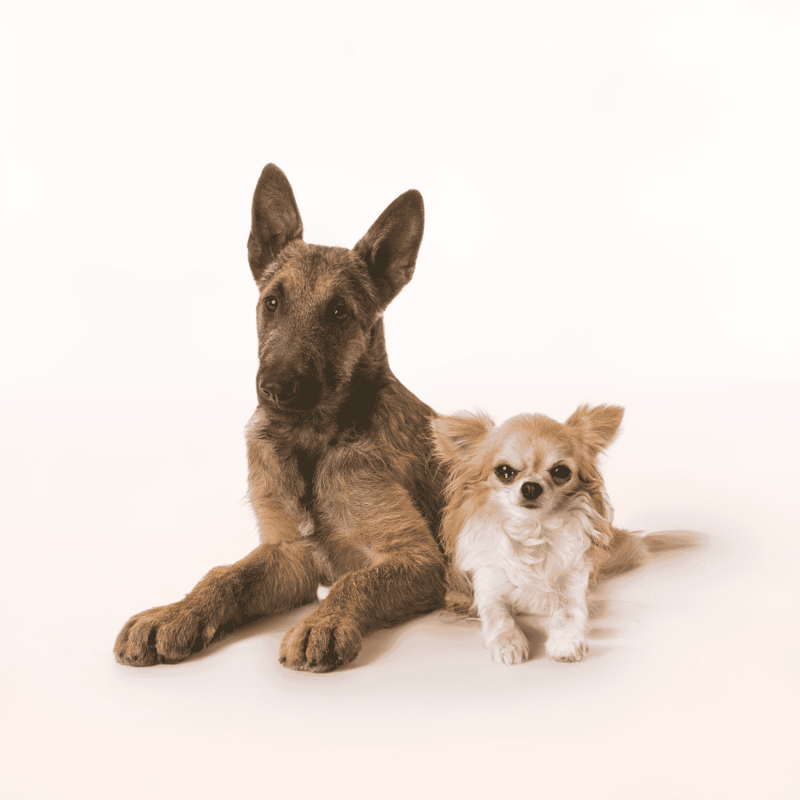 Belgian Laekenois Does This Breed Get Along With Other Pets