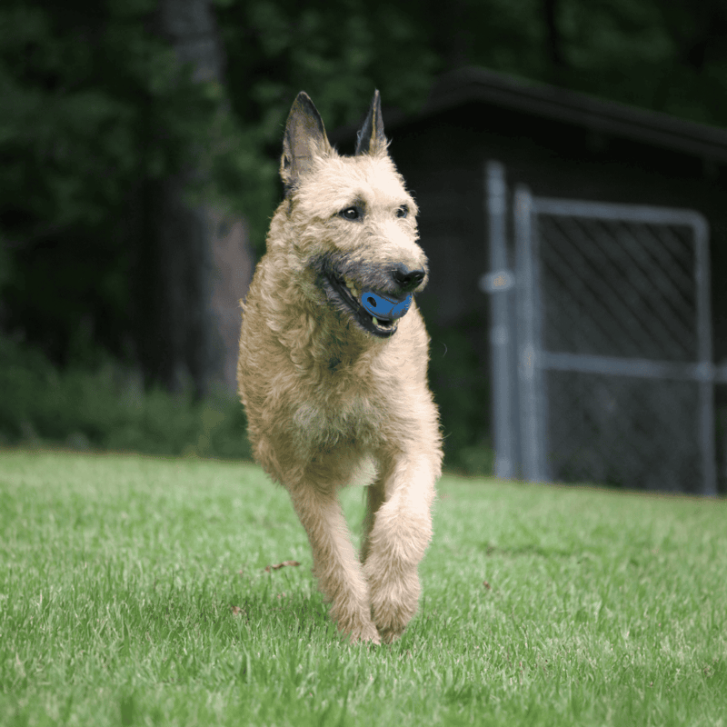 Belgian Laekenois Exercise