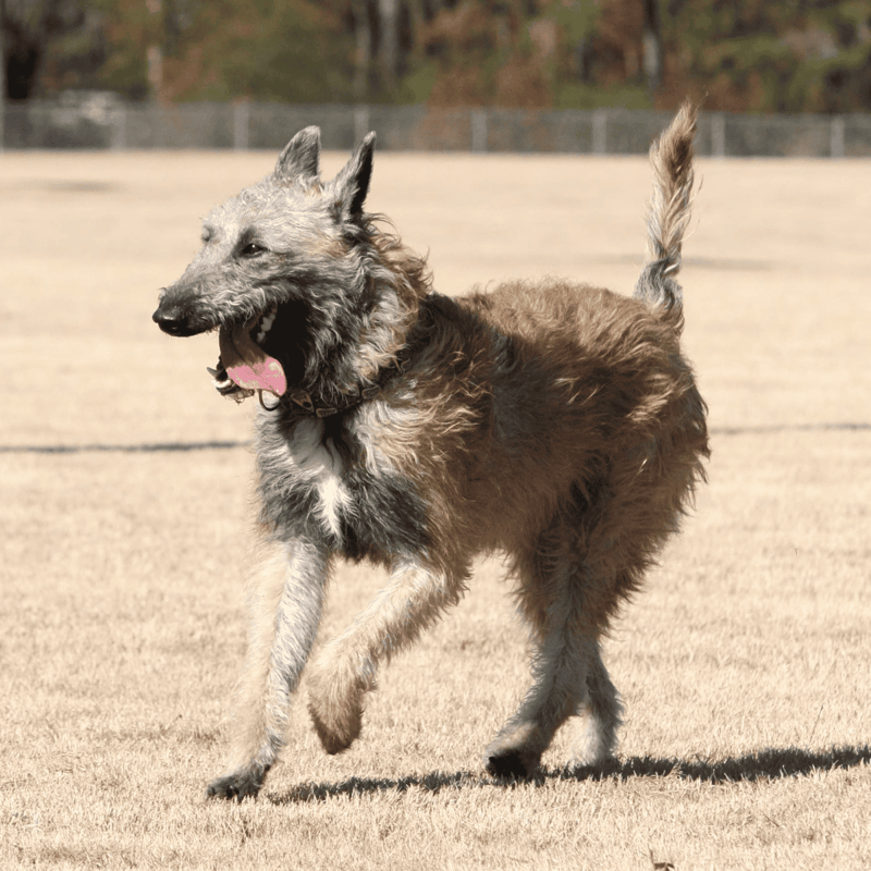 Belgian Laekenois Final Thoughts