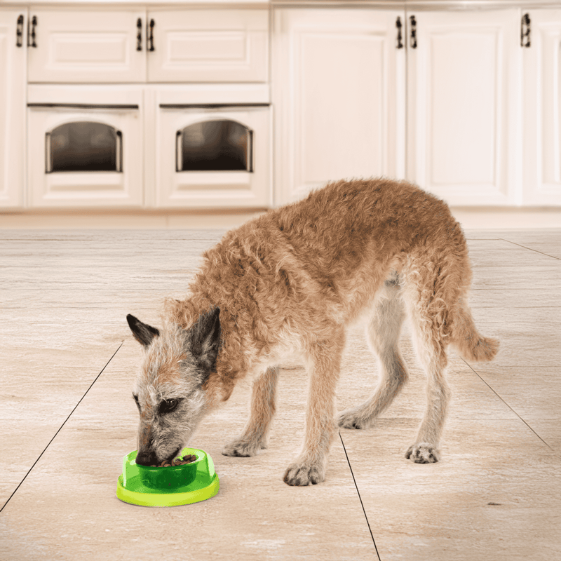 Belgian Laekenois Food & Diet Requirements