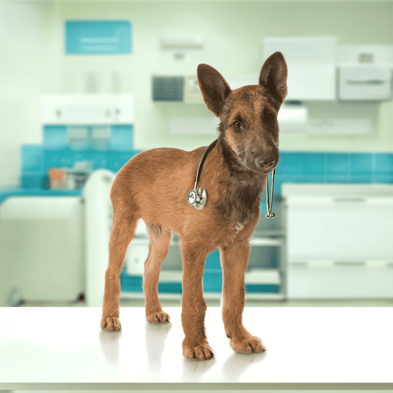 Belgian Laekenois health