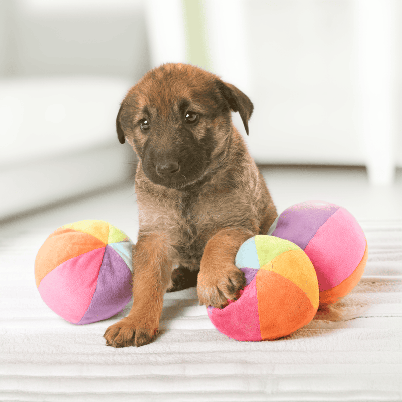 Belgian Laekenois Puppies
