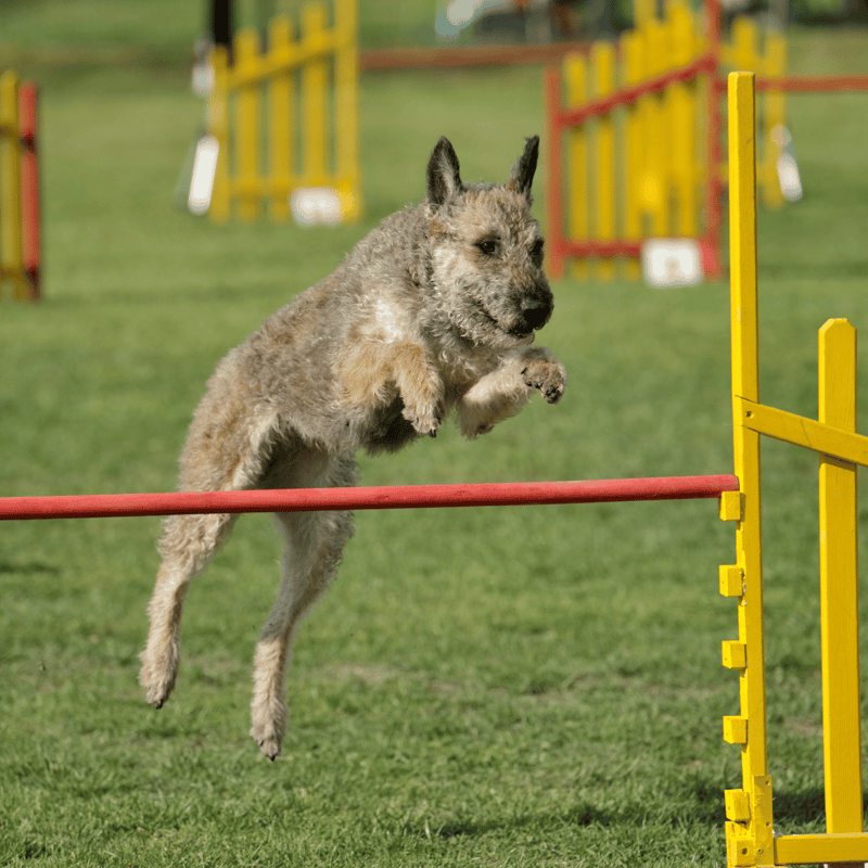 Belgian Laekenois Training