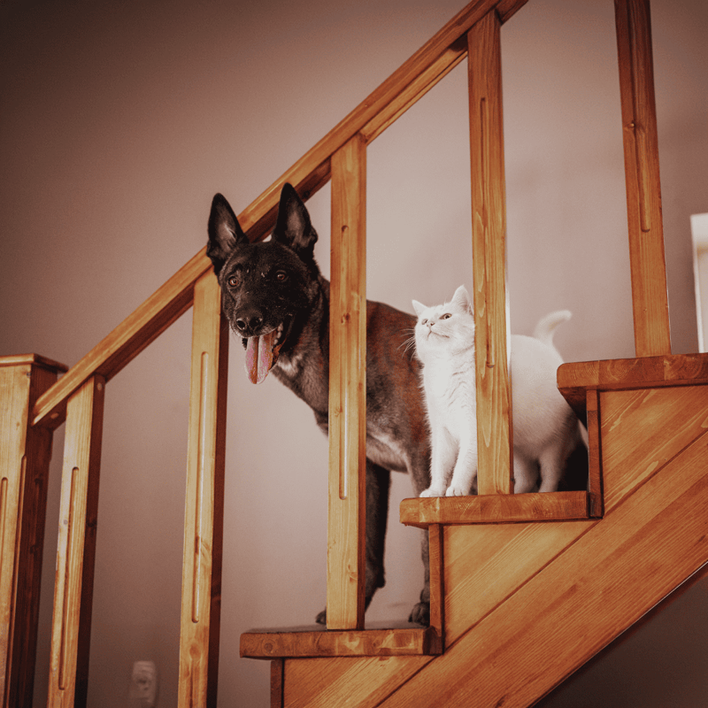 Belgian Malinois Does This Breed Get Along With Other Pets