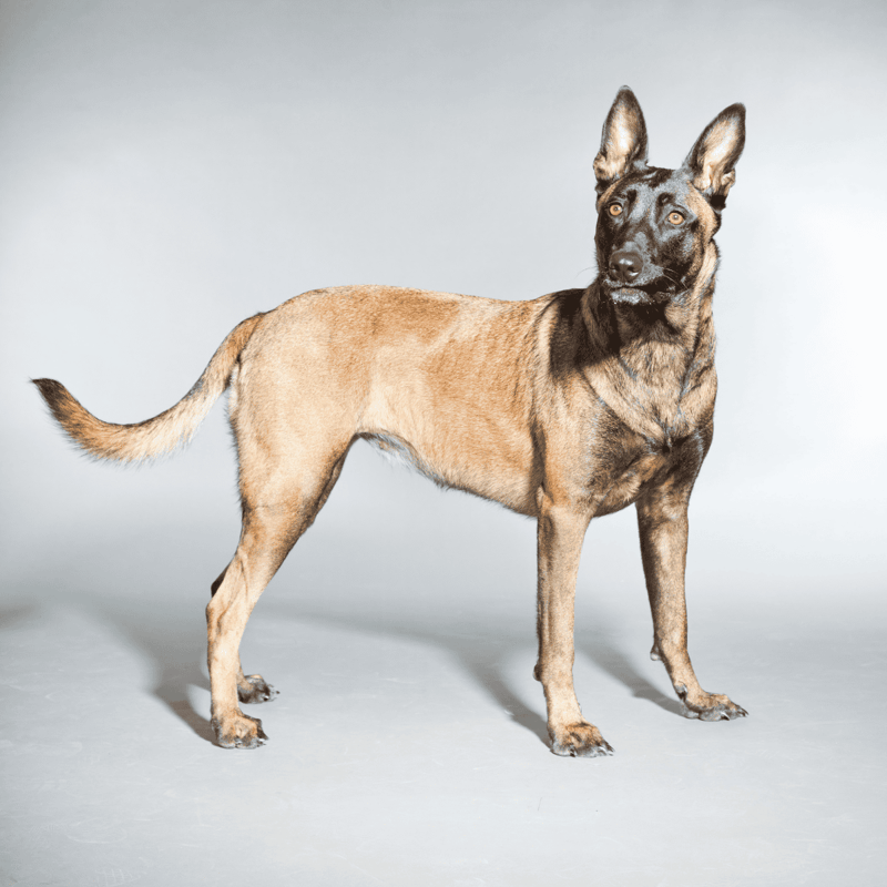 Belgian Malinois photo 2