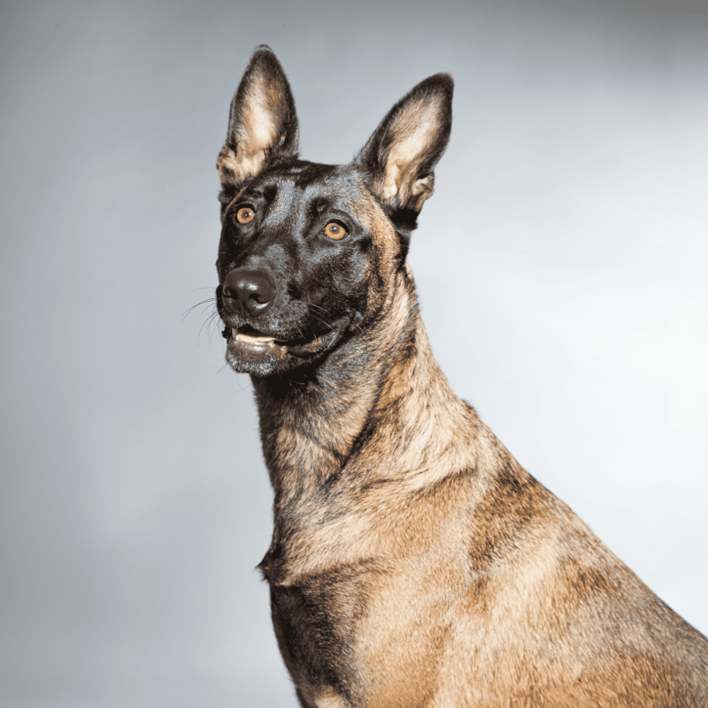 Belgian Malinois photo 1