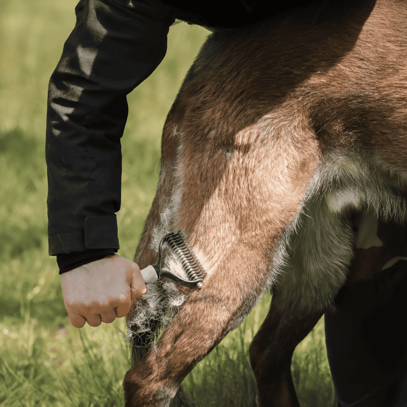 Belgian Malinois Grooming