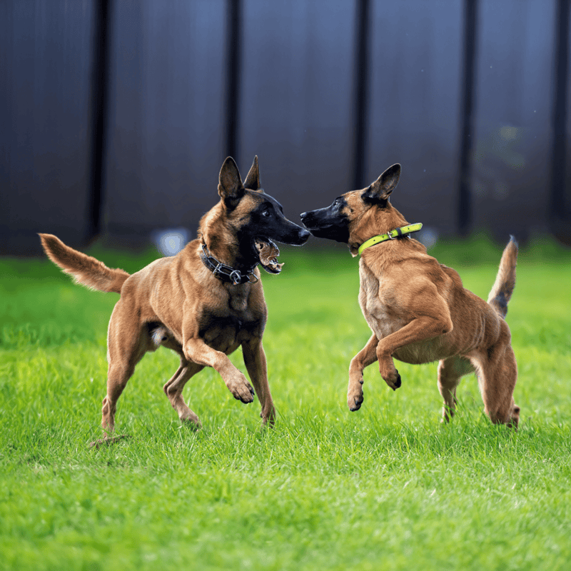 Belgian Malinois Male Vs. Female