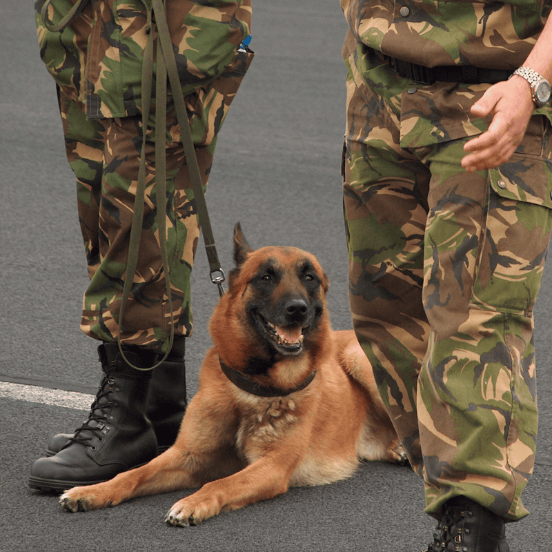 Belgian Malinois They Have Long Worked With Police Officers