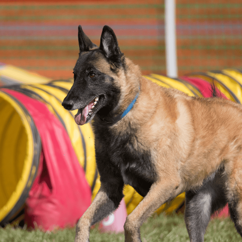 Belgian Malinois Training