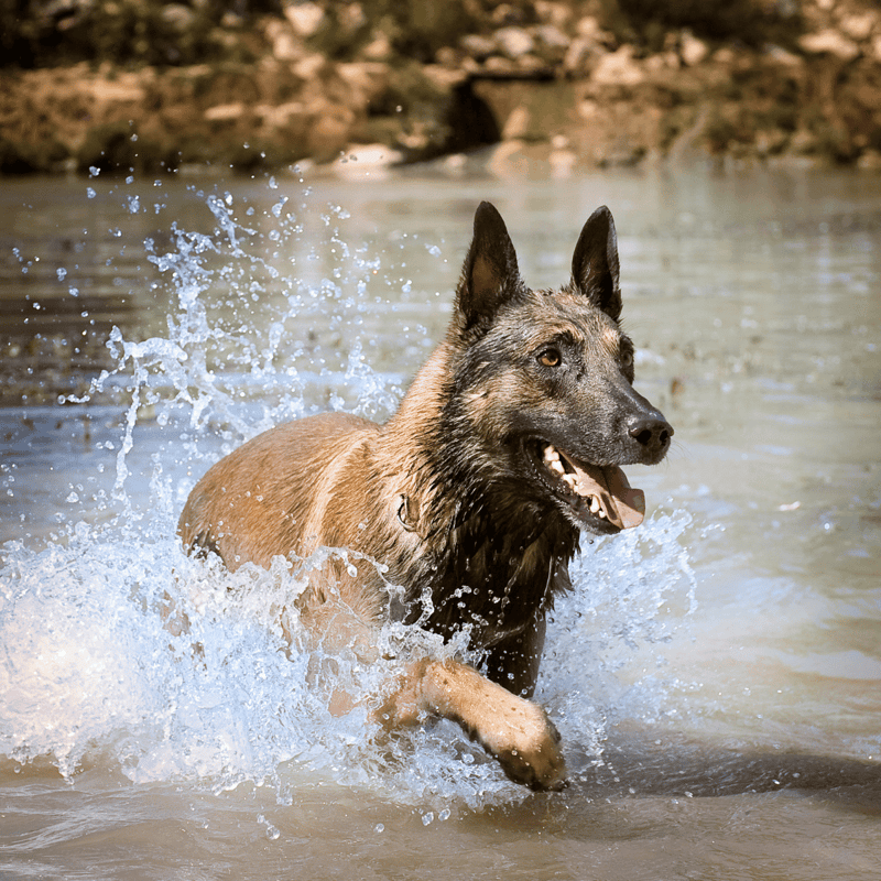 Belgian Malinois Work With Navy SEALS