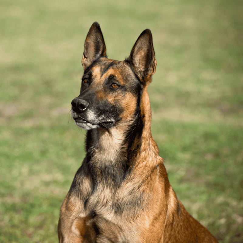 Dog training tips for Belgian Malinois dogs with expert guidance.