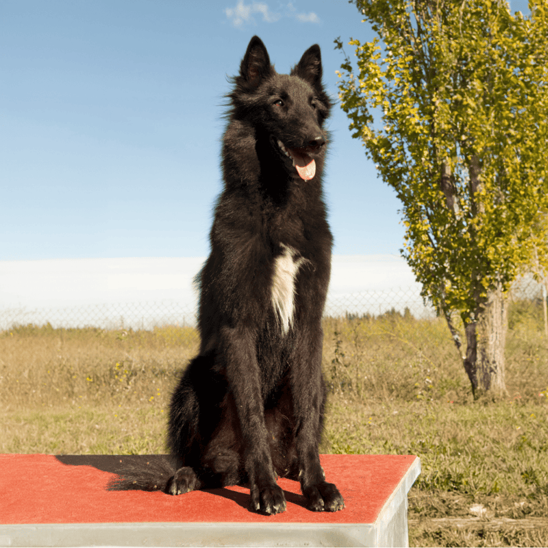 Belgian Sheepdog overview