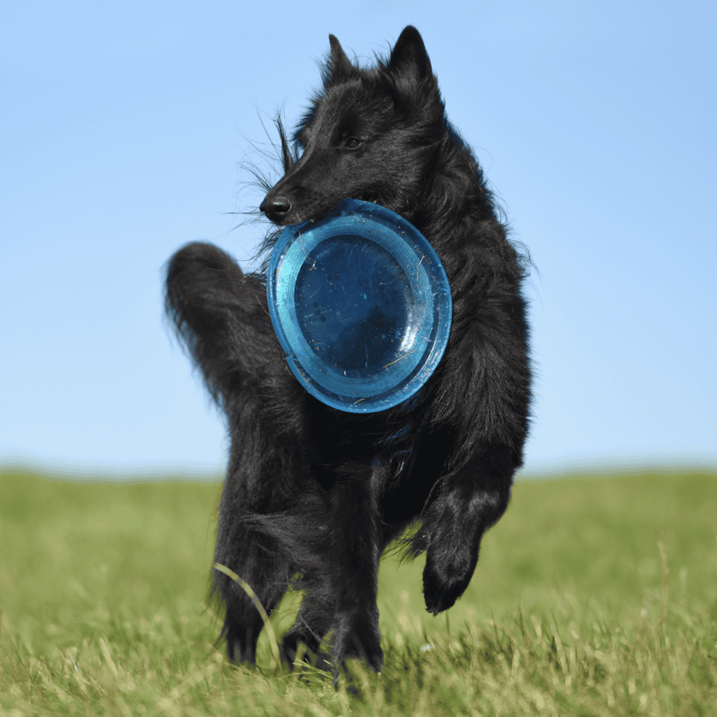 Belgian Sheepdog Exercise