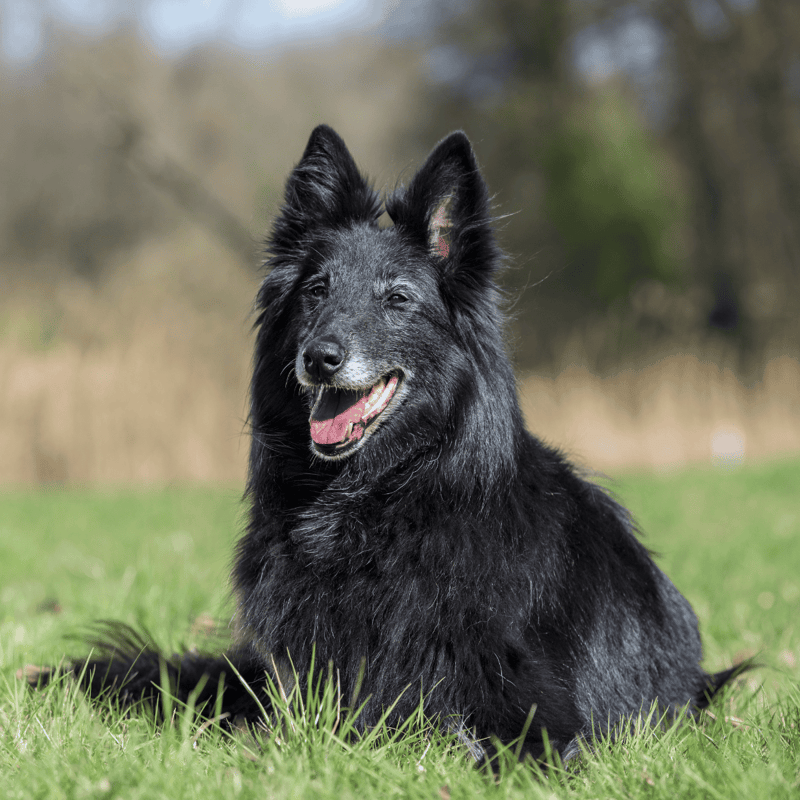 Smart black Border Collie dog sitting on grass in park, loyal and energetic canine.