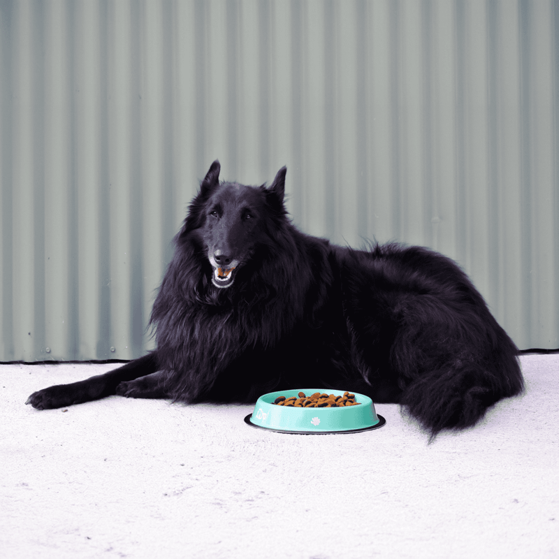 Belgian Sheepdog Food & Diet Requirements