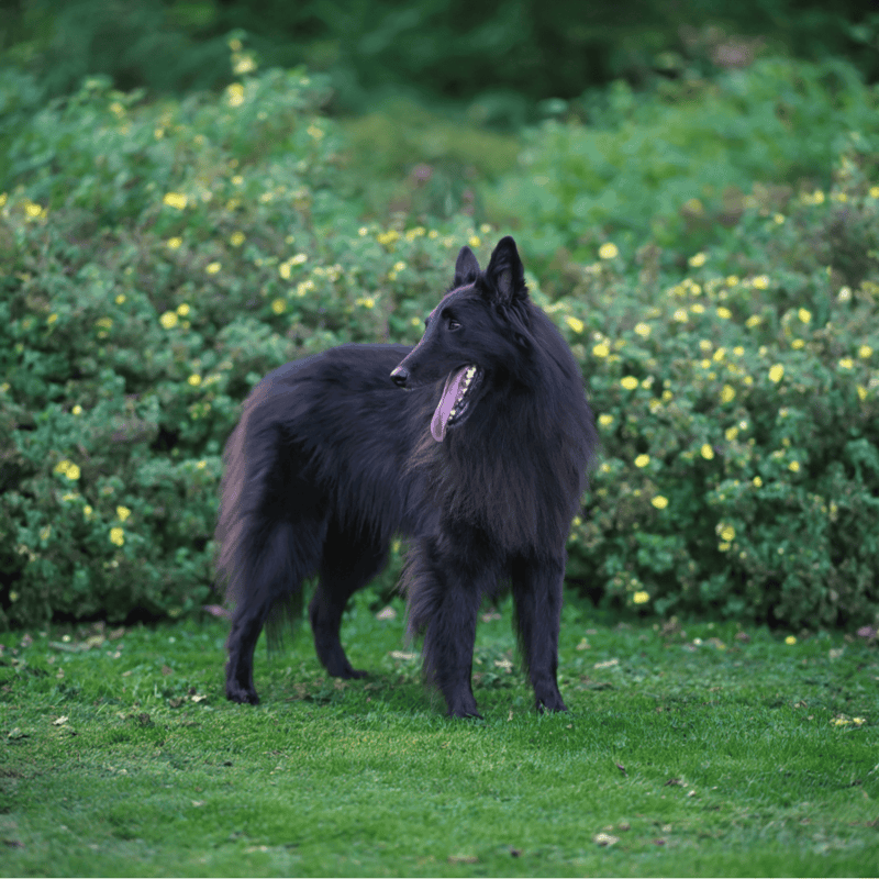 Belgian Sheepdog photo 2