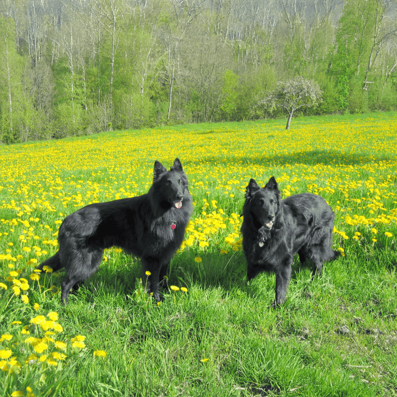 Belgian Sheepdog Male Vs. Female