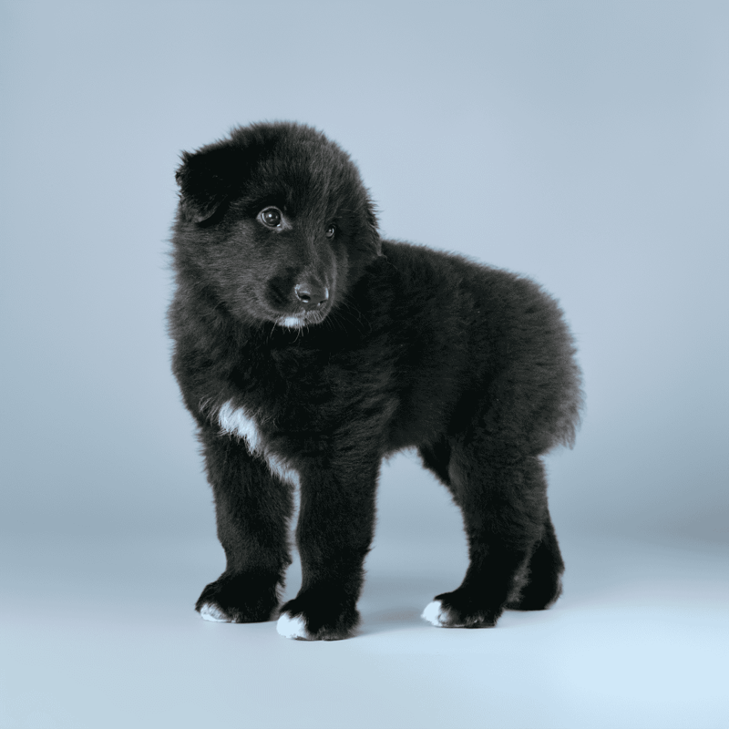 Belgian Sheepdog Puppies