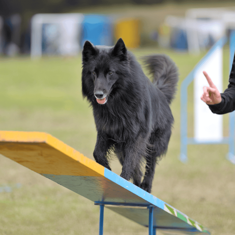 Belgian Sheepdog Training