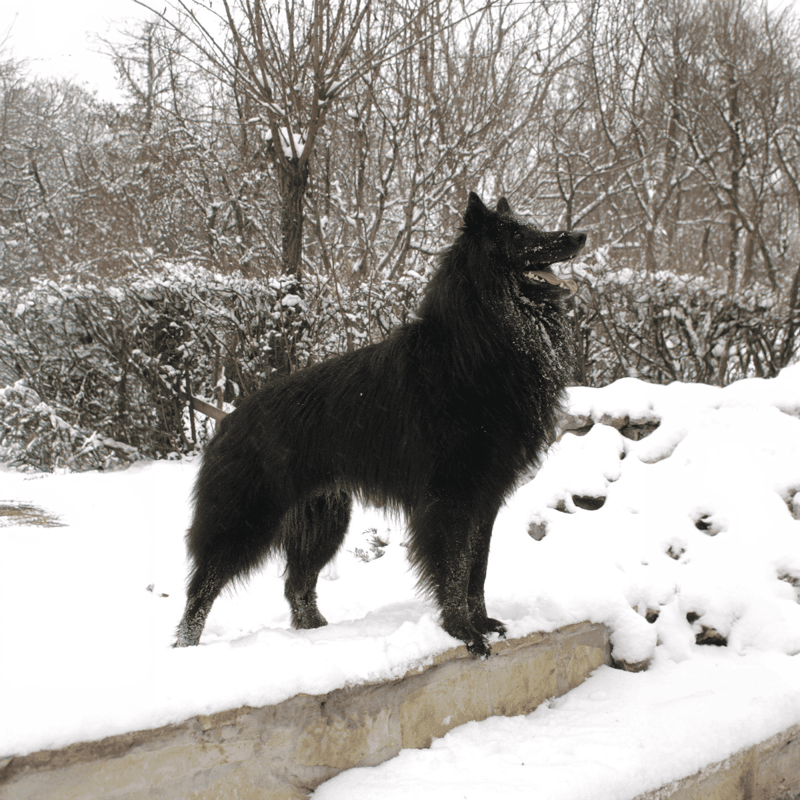 Belgian Sheepdogs are Always Black