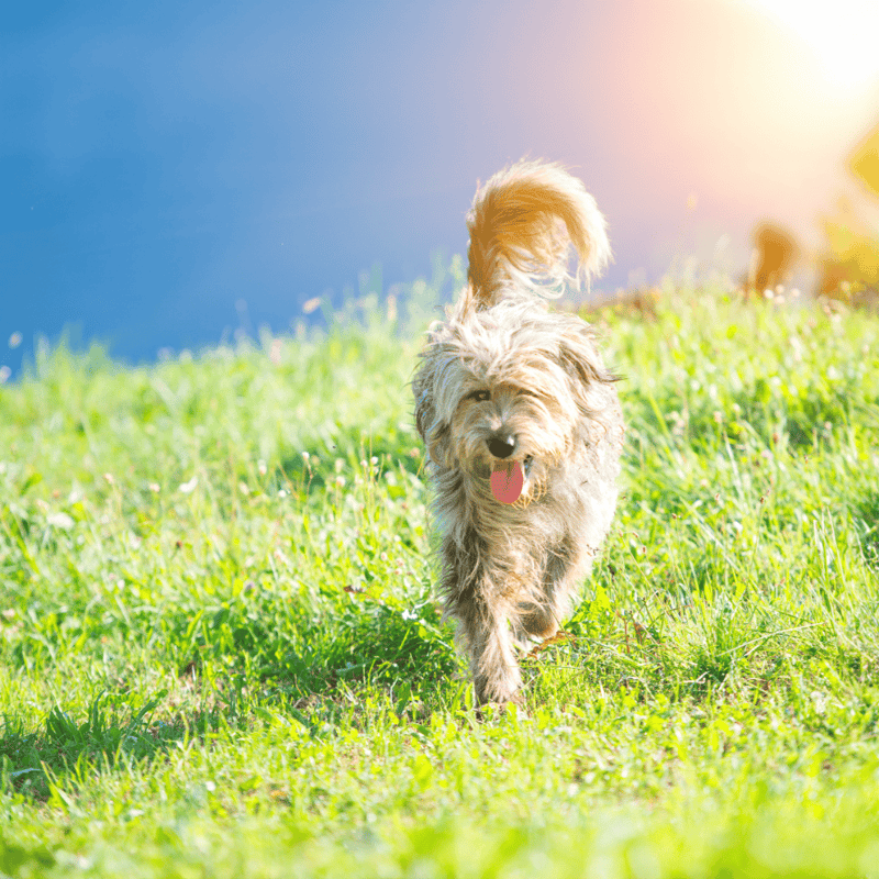 Bergamasco Sheepdog overview