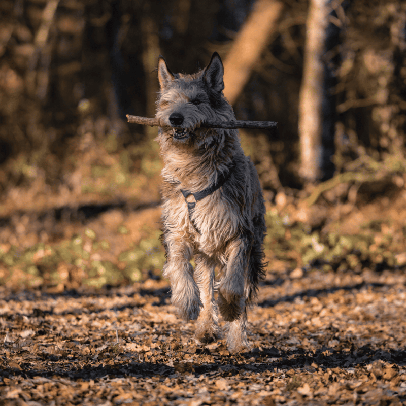 Adorable energetic dog running through autumn leaves in wooded area, carrying stick in mouth. Perfect for outdoor dog activities.